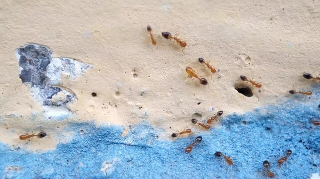 A group of red ants walking carrying food on the wall in the afternoon