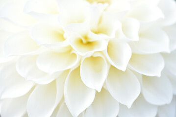 Obraz premium 白いダリア 花のぼかし 背景素材