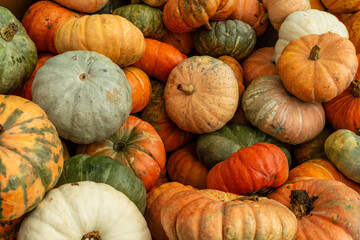 Pumpkins for sale for Thanksgiving
