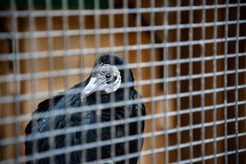 Rescued Black Vulture shares an inquisitve look through its cage bars.