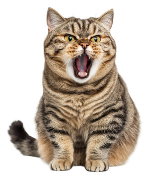 PNG A striped cat loudly meowing in a studio setting