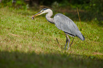 grey heron with a mouse in its beak on a green meadow