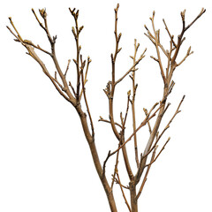 Fototapeta premium branches isolated on white background