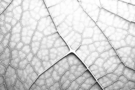 PNG Leaf texture macro photography backgrounds full frame.