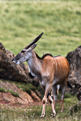 Common Eland in its natural habitat