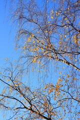 Birch tree branches in autumn with yellow and orange leaves during the day illuminated by the sun 