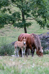 horse and foal