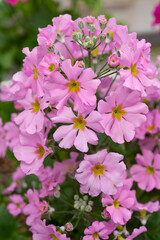 ピンクのプリムラメラコイデス