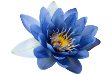 blue lotus flower isolated on white or transparent png