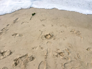 White rose laying on the beach surrounded by footprints