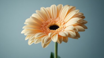 Neutral background with a single flower in full focus, clean composition