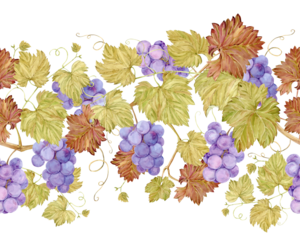 Seamless border of grape vine. Watercolor lilac autumn grape berries and leaves. Illustrations for wine label design, grape juice, postcards, restaurant menu and for grape festival decoration.