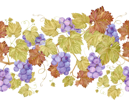 Seamless border of grape vine. Watercolor lilac autumn grape berries and leaves. Illustrations for wine label design, grape juice, postcards, restaurant menu and for grape festival decoration. - Powered by Adobe