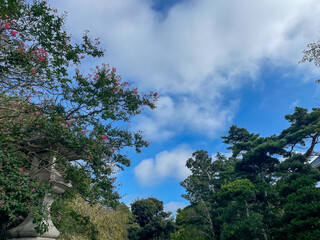 Tree branches with flowers in Japanese temple Naritasan