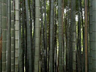 Dense bamboo forest in Japan