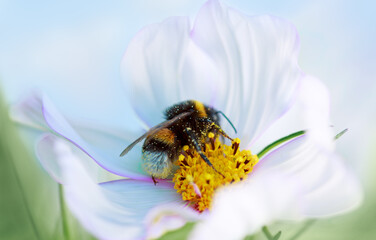 Close up of a bee on white cosmos flower.