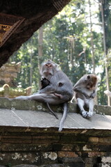 macaque family