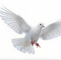 Obraz premium Beautiful white dove flying, freedom concept isolated on white background