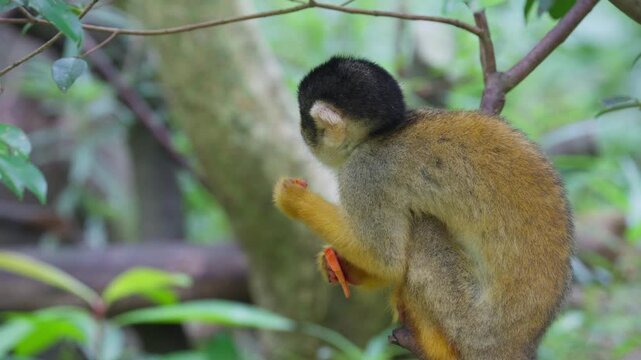 Black-capped squirrel monkey eating in a tree in Taipei zoo