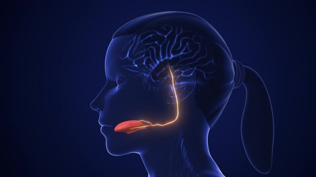 Gustatory Neural Network for Taste Detection