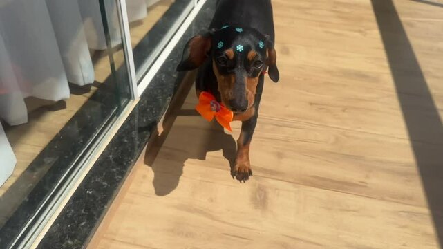 cachorro fofo duchshund caminha 