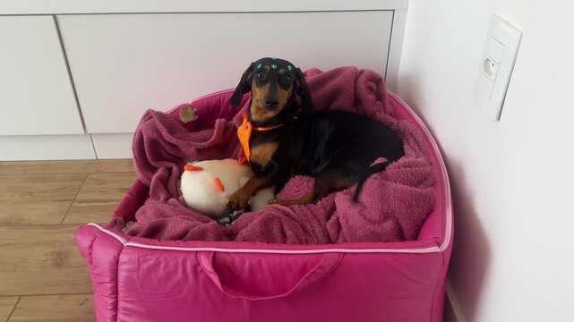 cachorro fofo duchshund em sua cama 