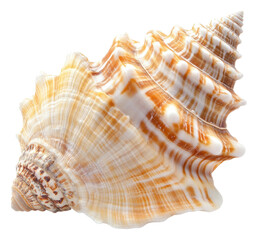 PNG Detailed view of a beautiful seashell on display