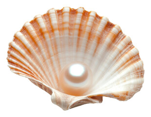 Obraz premium PNG Beautiful scallop shell with pearl on display
