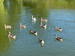 Ducks and swans swimming in the lake