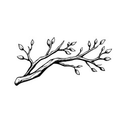 Budding branch hand-drawn illustration for botanical and nature designs. A detailed black and white illustration of a budding tree branch, ideal for botanical prints, nature-inspired art © Anastasiia