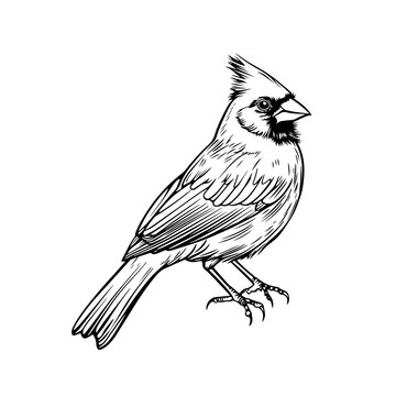recommend clip art: Cardinal bird perched on a branch in black and white line art. A detailed black and white illustration of a cardinal bird sitting on a branch, showcasing elegant line work