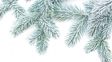 Obraz premium A serene scene of snow-dusted pine branches, embodying the quiet of winter. isolated on white background.