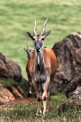 Common Eland walking in grassland with rocks