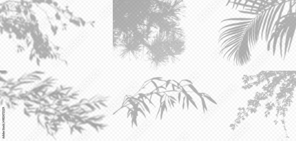 Wall mural shadow overlay from a tree branch isolated on a transparent background. set different types of trees