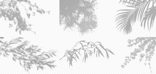 Shadow overlay from a tree branch isolated on a transparent background. Set different types of trees. © TanyaFox