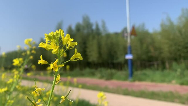 Spring in Daegu, South Korea
Beautiful yellow flower blooming in the beginning of spring season