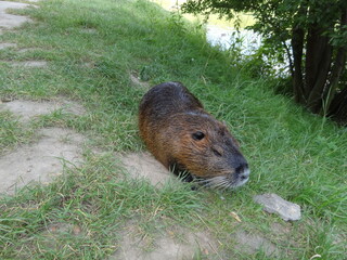 nutria nature animal