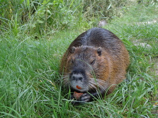 nutria nature animal