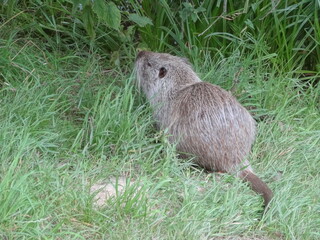 nutria nature animal