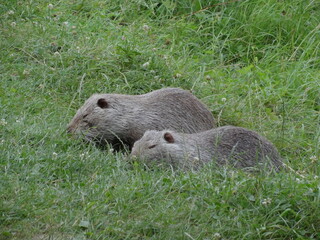 nutria nature animal