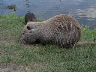 nutria nature animal