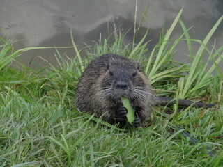 nutria nature animal