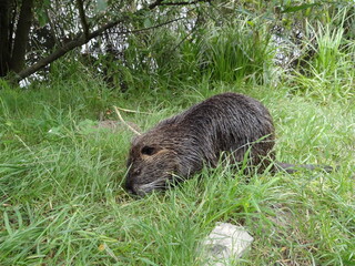 nutria nature animal
