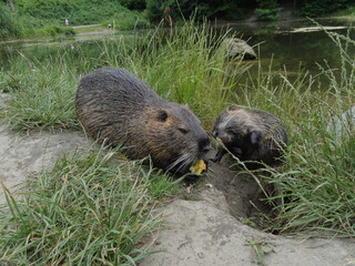nutria nature animal
