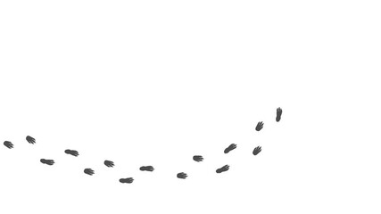 Footprints of Domestic Animal, Traces of a Guinea pig. Cartoon  funny paws along the path. Footprints walking animal on a trajectory of movement. Animation of  Paw trail prints of Guinea pig . 4K.