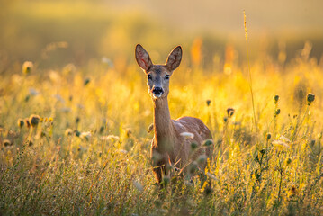 Roe deer, golden hour © Lena