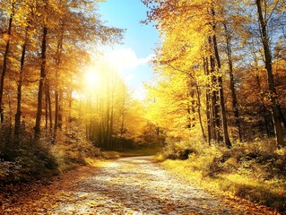 Fototapeta premium Autumn forest road at warm sunny fall morning.