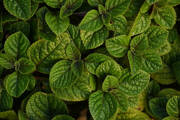 green leaves as background of the photo above, concept of sustainable development, close-up texture of leaves, ekofrendli background, concept of mental health