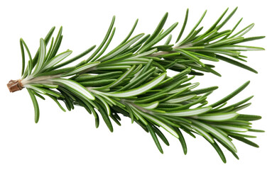 PNG Rosemary plant herbs fir.