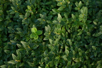 green boxwood leaves as a background for top photo, concept of sustainable development, close-up fragment of green fence, close-up leaf texture, ekofrendli background, concept of mental health 